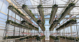 Dispositif à étages superposés en culture de fraise